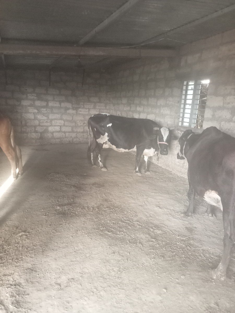 એચ. એફ. ગાય વેચવાની છે