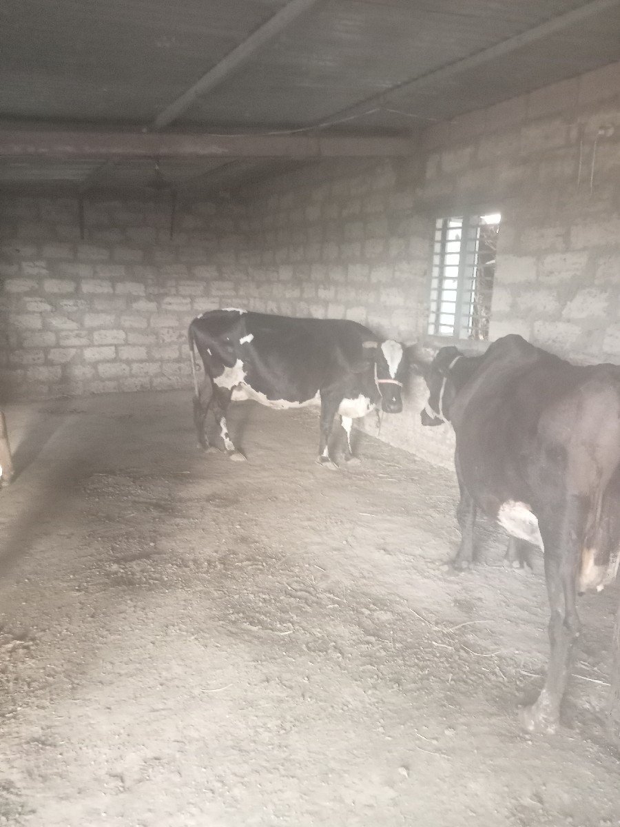 એચ. એફ. ગાય વેચવાની છે