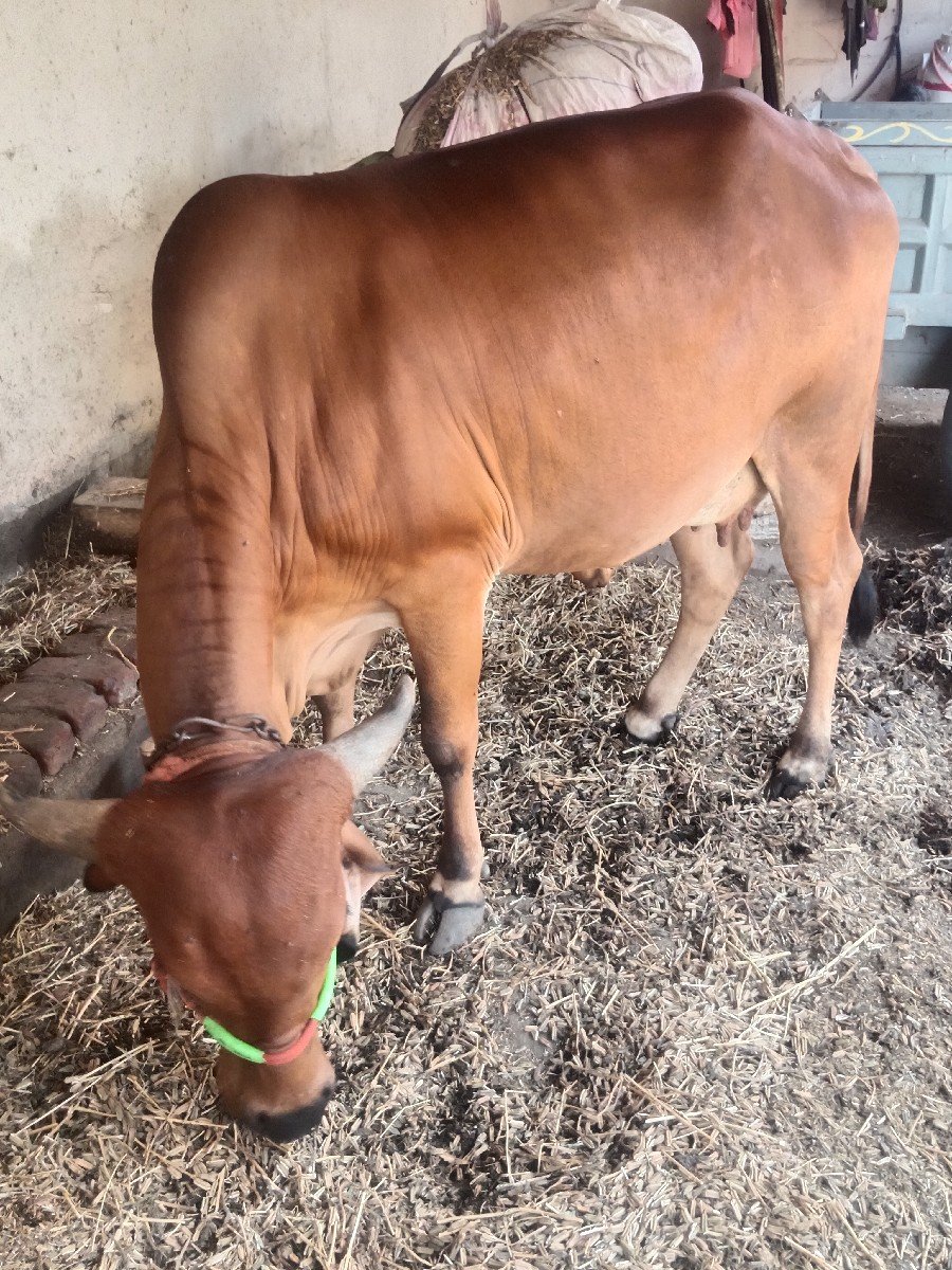 ગાય વેચવાની છે પહેલું હેતલ ઓળખી છે