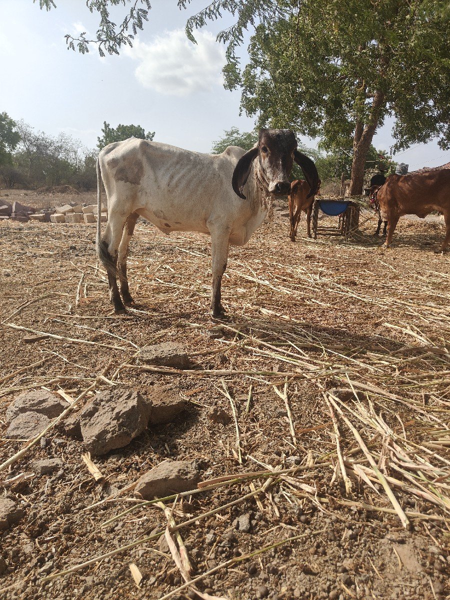 ગીર લીલડી વાછરડી
