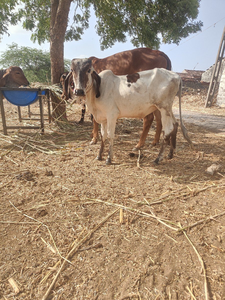 ગીર લીલડી વાછરડી