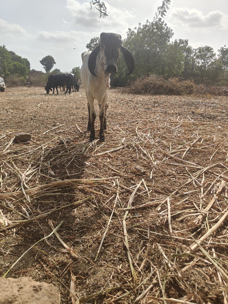 ગીર લીલડી વાછરડી