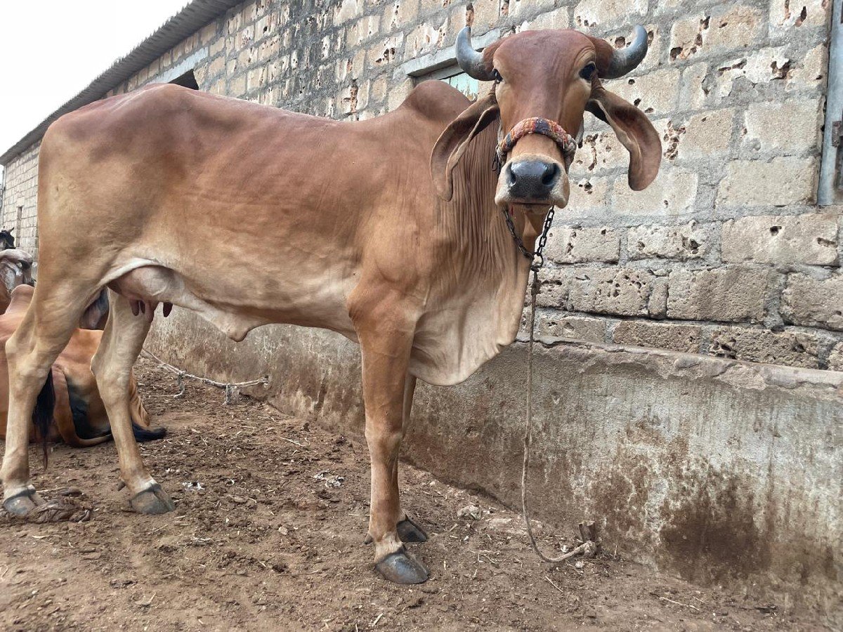 Gir HODAKI 
vesvani se