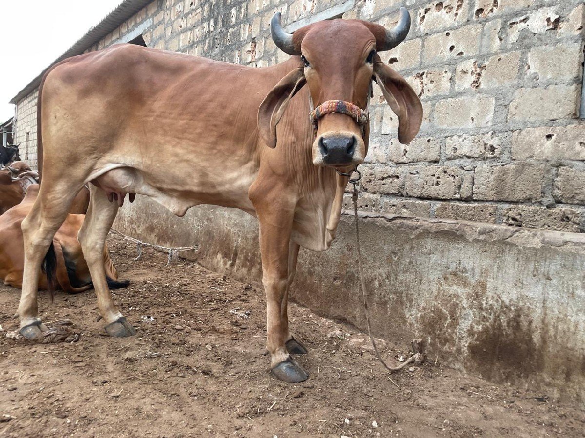 Gir HODAKI 
vesvani se