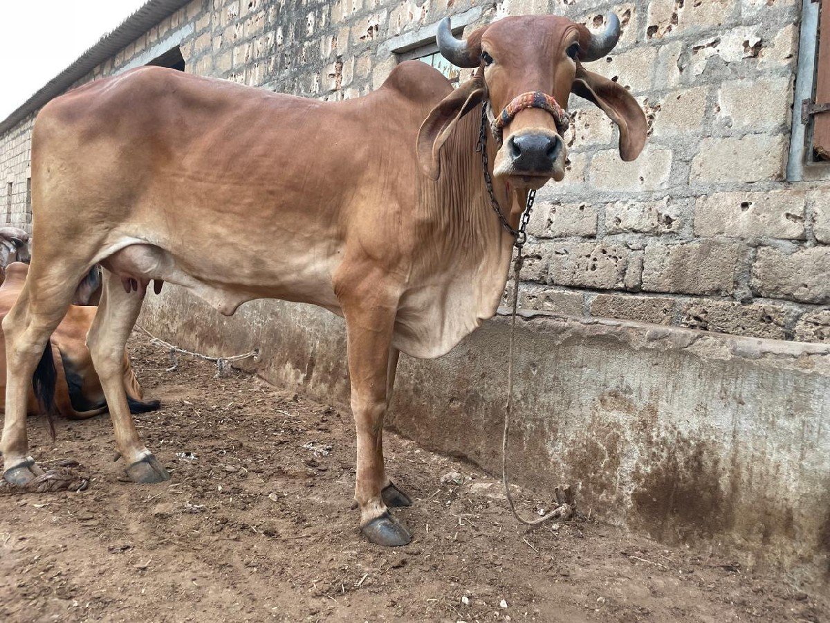 Gir HODAKI 
vesvani se