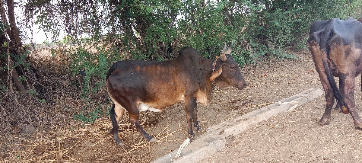 ગાય વેચવાની છે