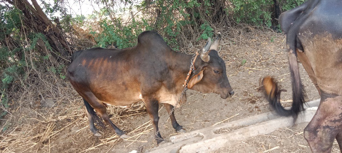 ગાય વેચવાની છે