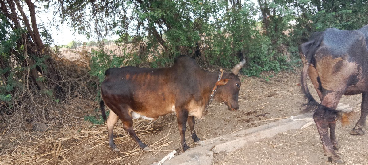 ગાય વેચવાની છે