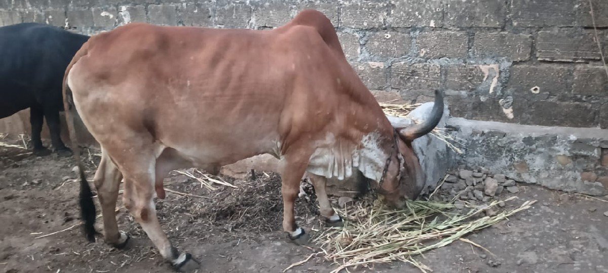 ગાય વેચવા ની સે