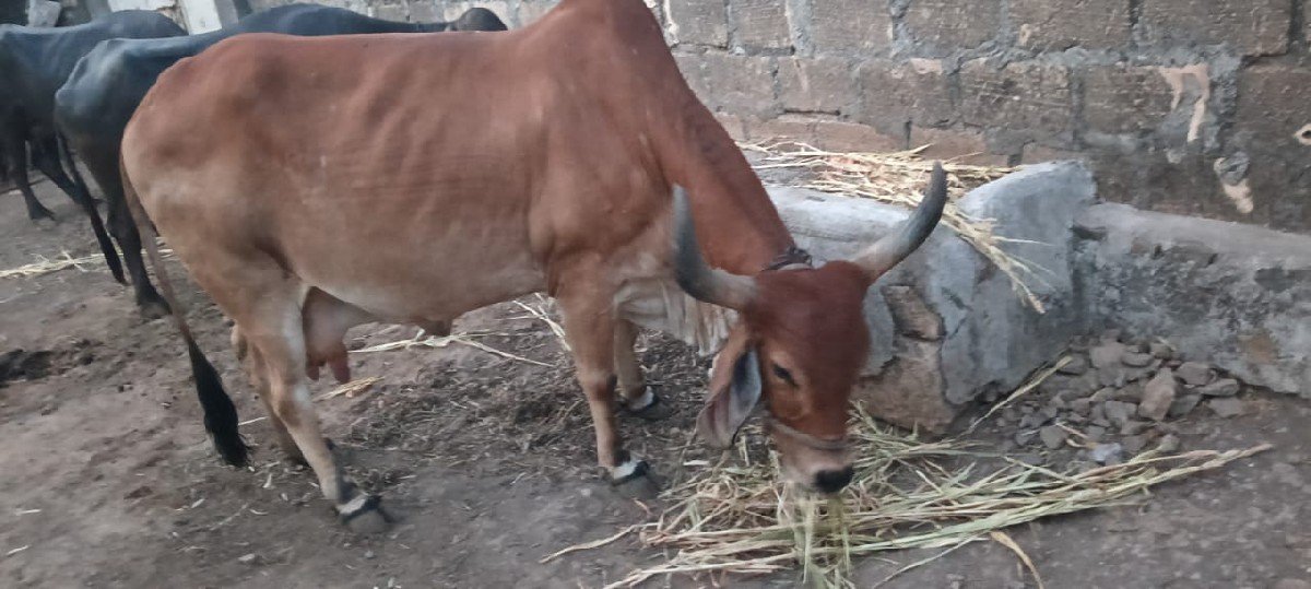 ગાય વેચવા ની સે