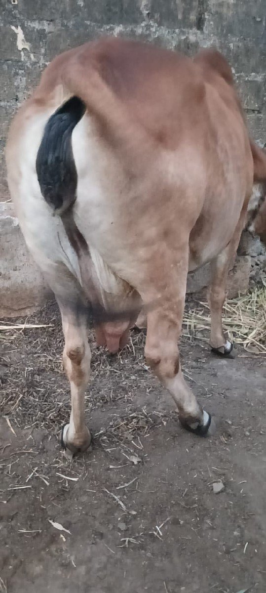 ગાય વેચવા ની સે
