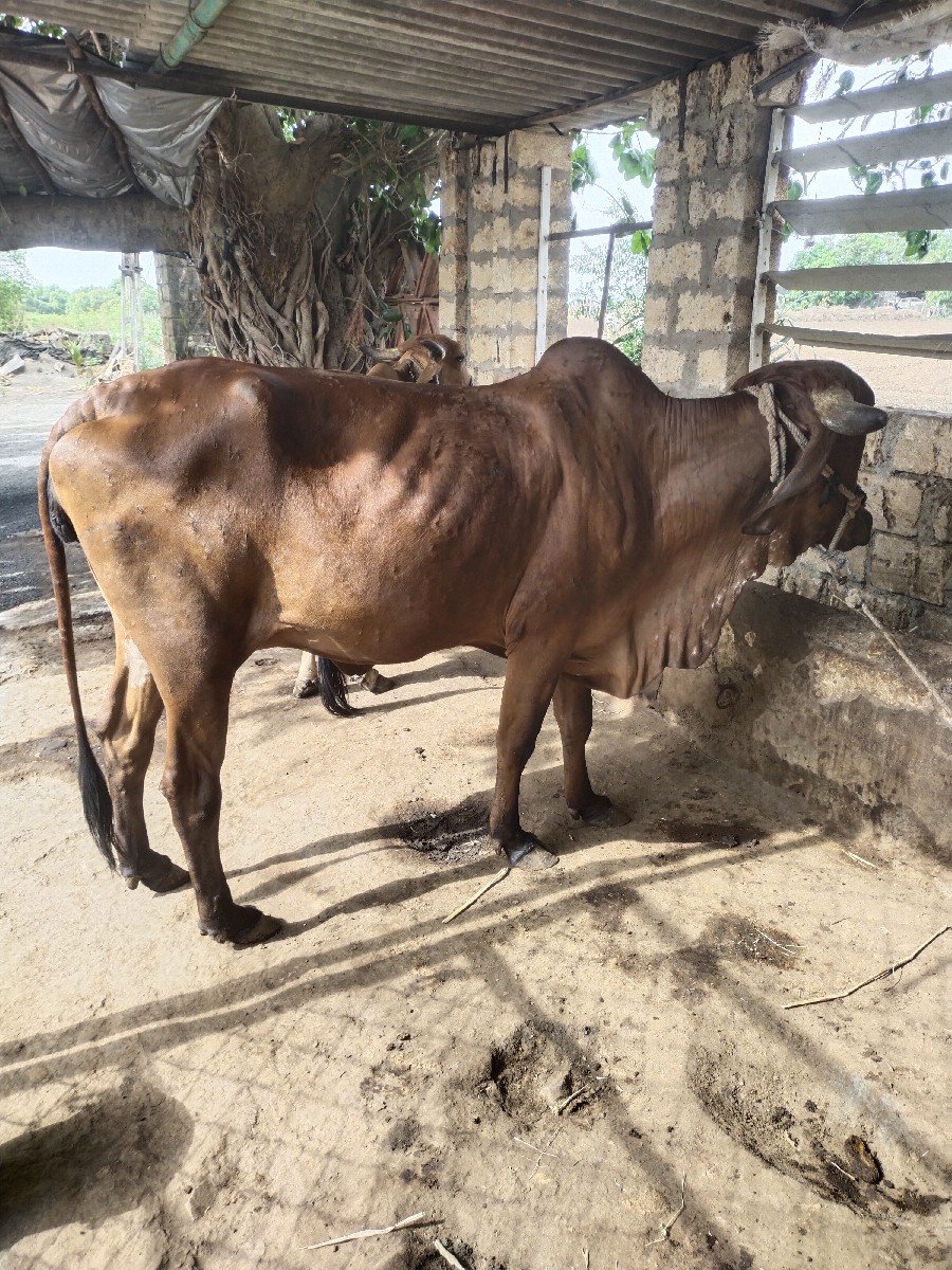 ગાય વેચવાની છે