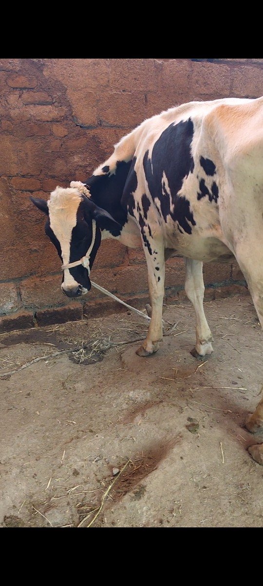 આ વાછડી વેચવાની છે