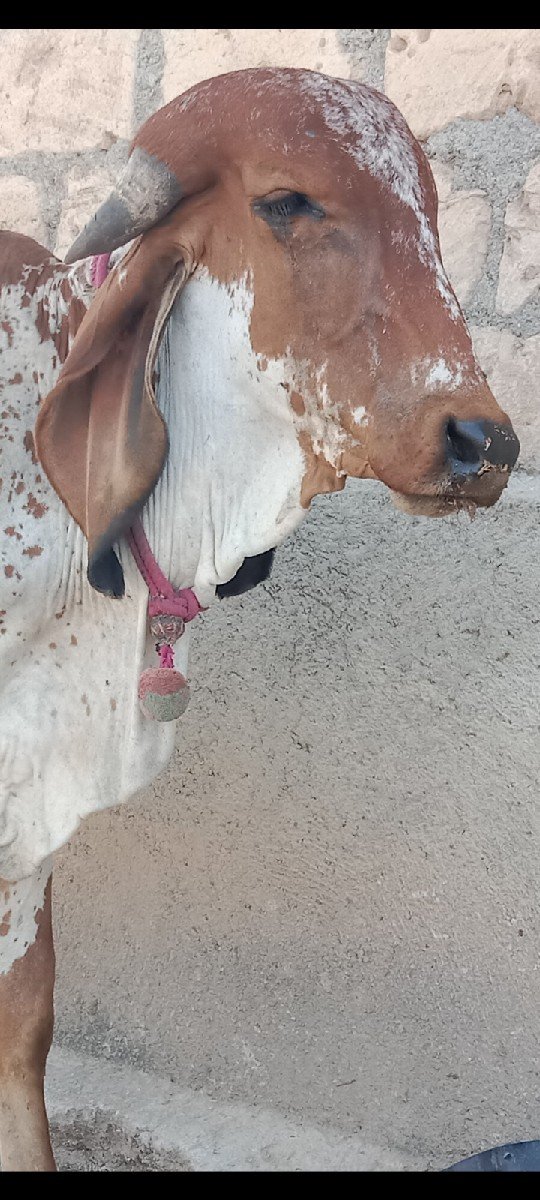 વાસડો વેસ વાનો છે