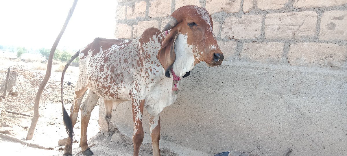 વાસડો વેસ વાનો છે