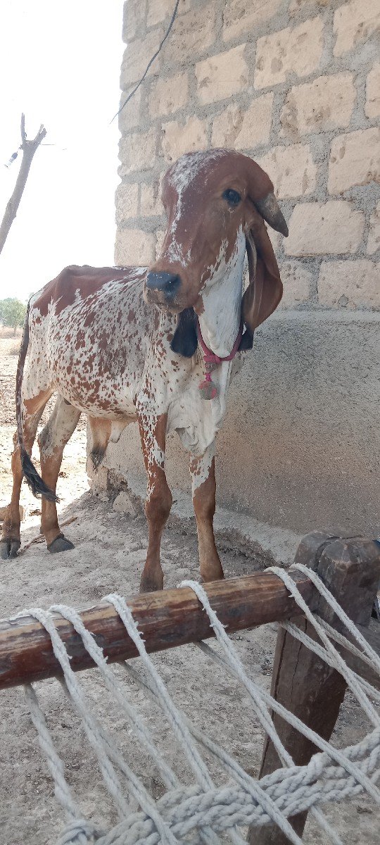 વાસડો વેસ વાનો છે