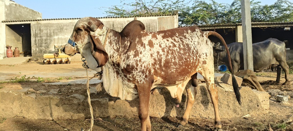સમ્રાટ નો વાછડો દેવા નો છે