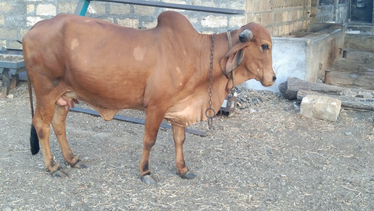 હોઙકી વૈસવાની છે