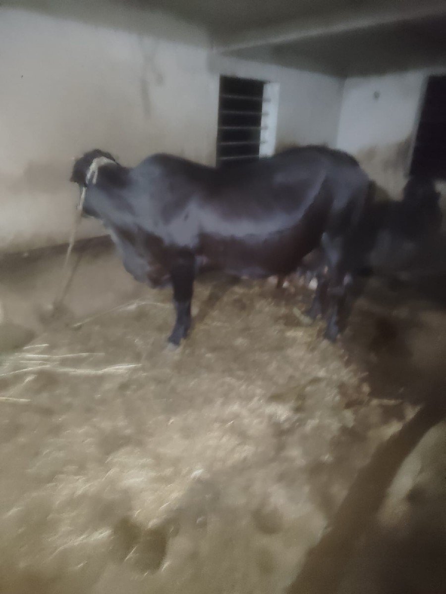 દેશી અને એસ.એફ વેચવાની છે.