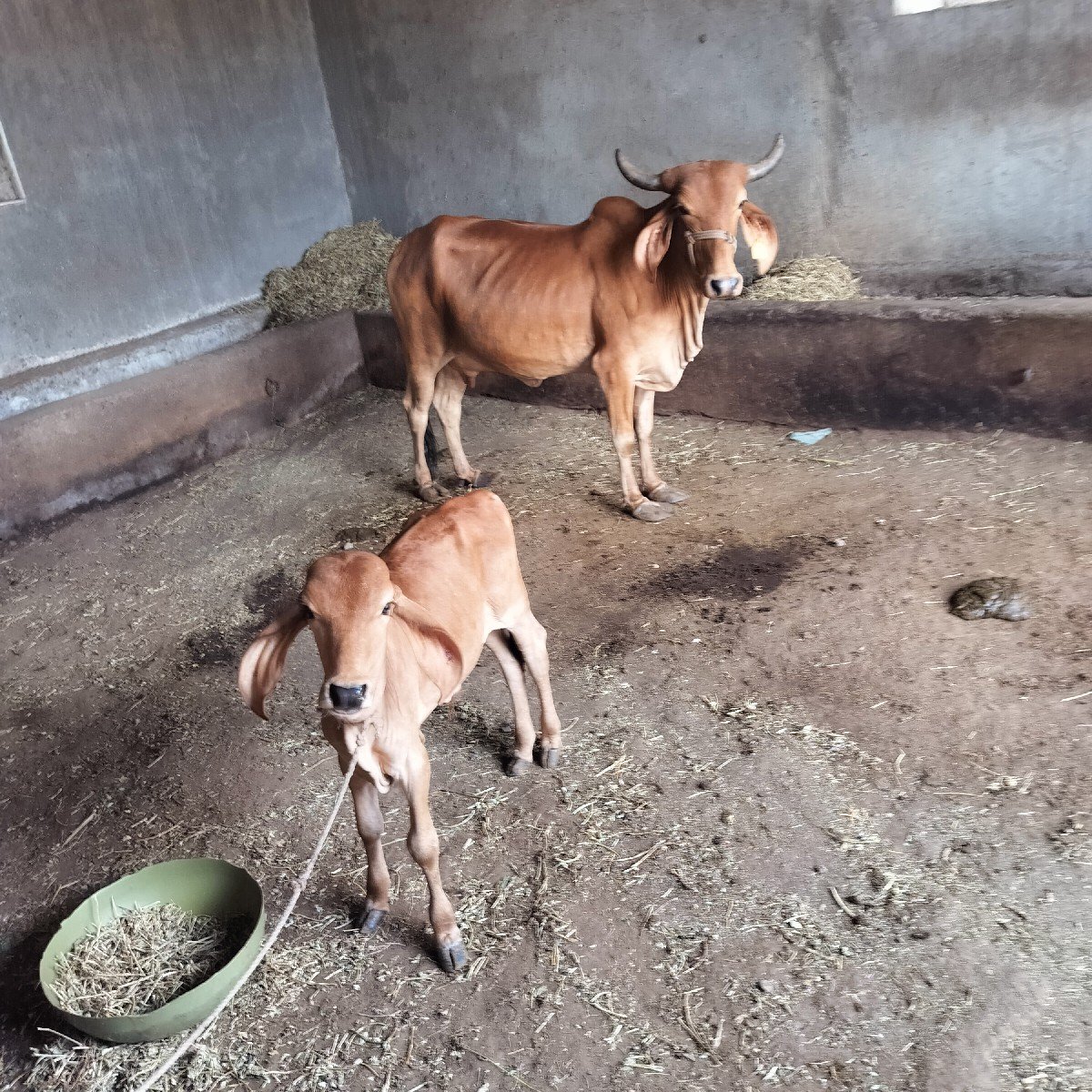 દેશી અને એસ.એફ વેચવાની છે.