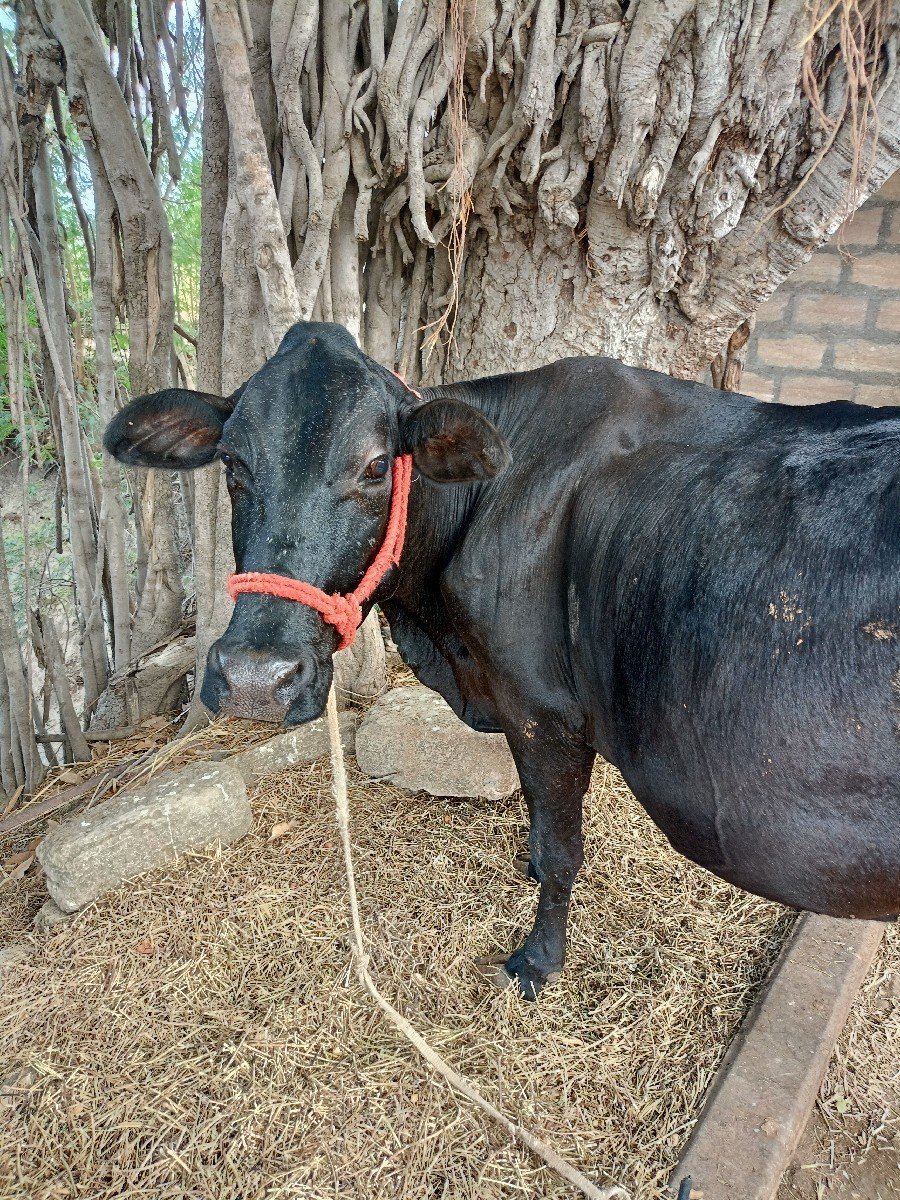 ગાય વેચવાની છે