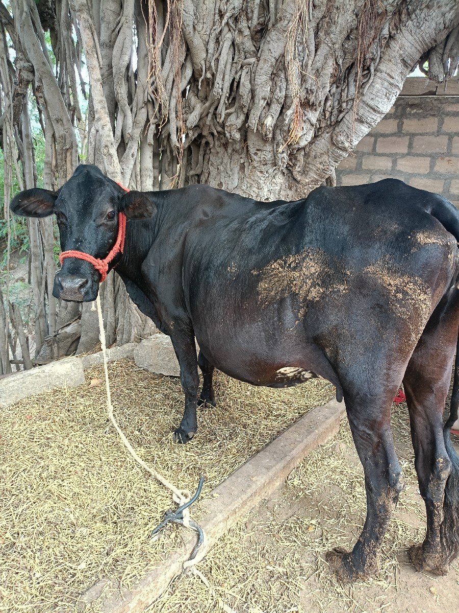 ગાય વેચવાની છે