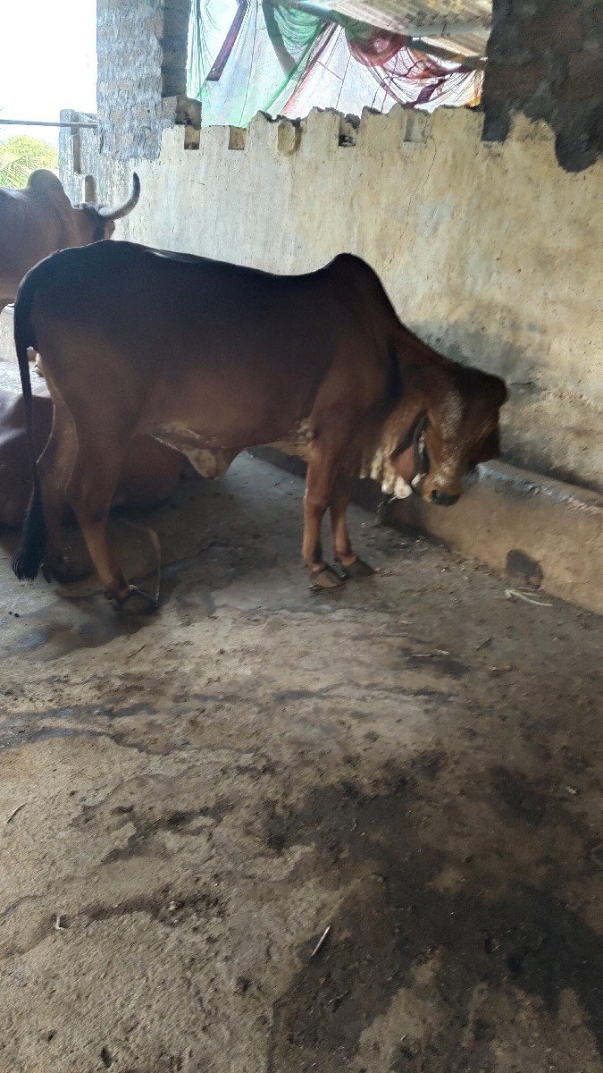 વોડકી વેચવાની છે અઢી વર્ષની