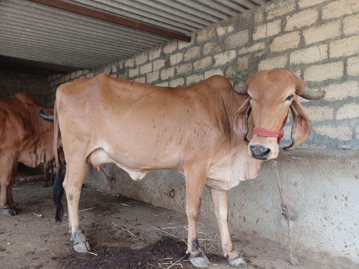 ગાય વેચવાની છે