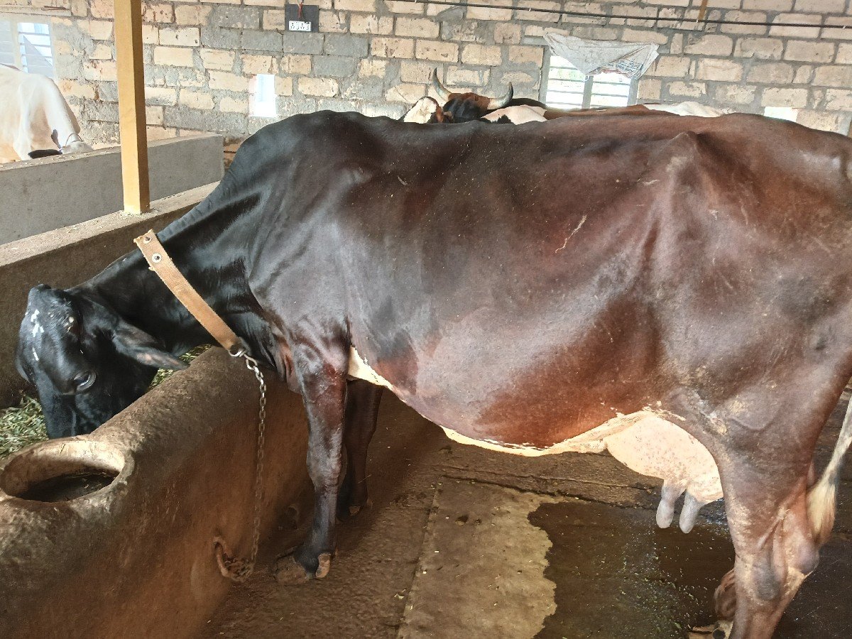 એસેફ ગાય વેસવા ની સેએ