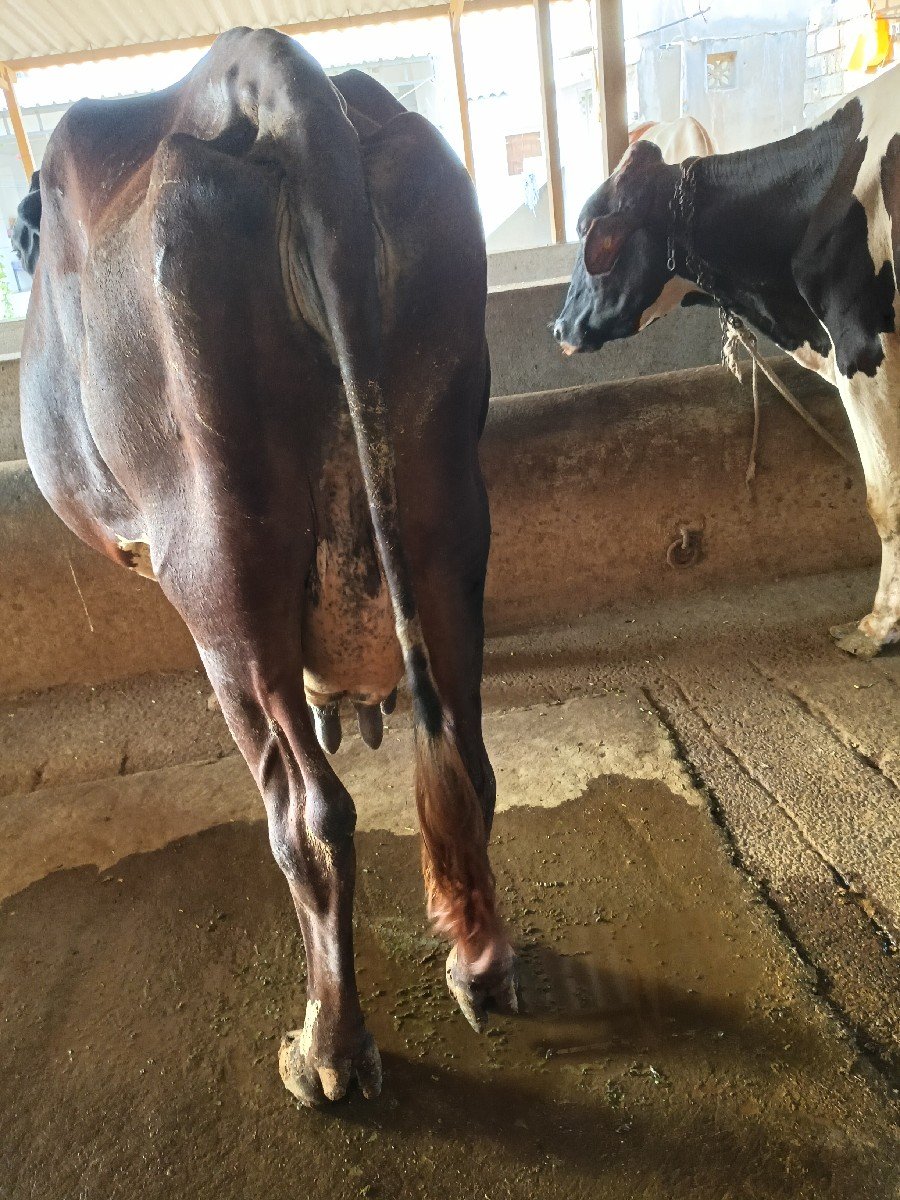 એસેફ ગાય વેસવા ની સેએ