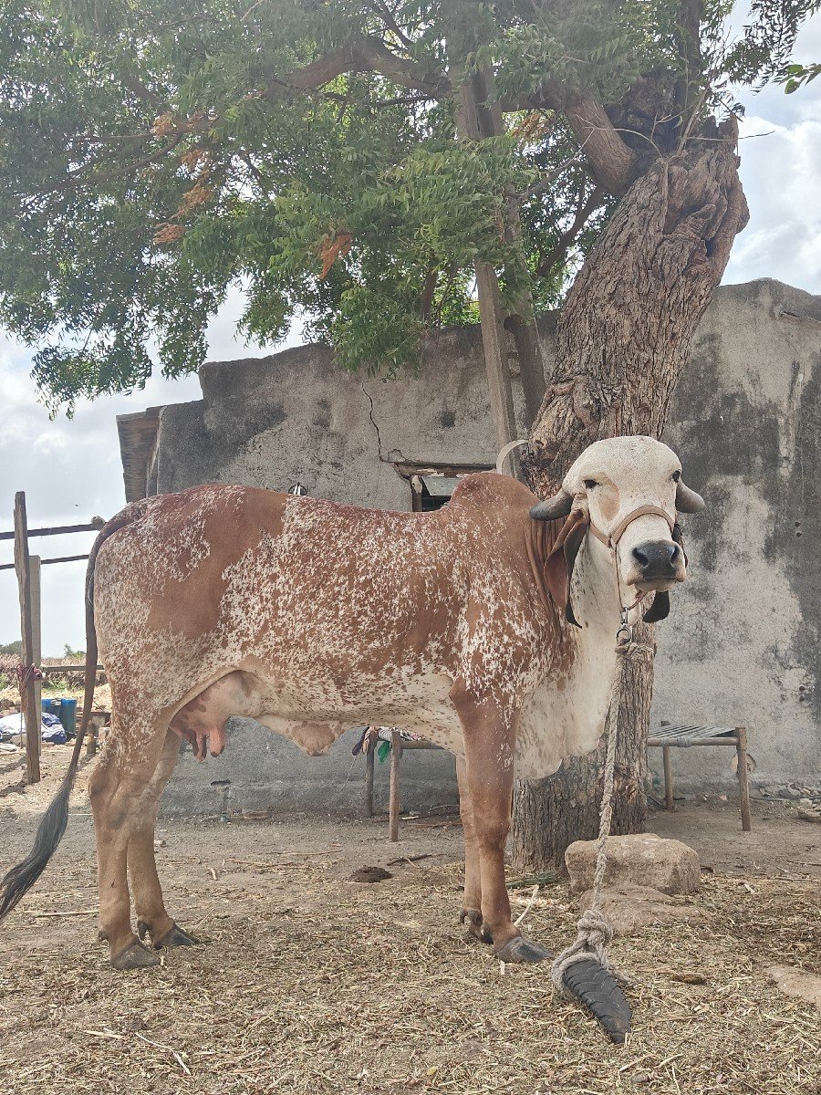 ગીર કાબરી ગાય ઓરિજિનલ