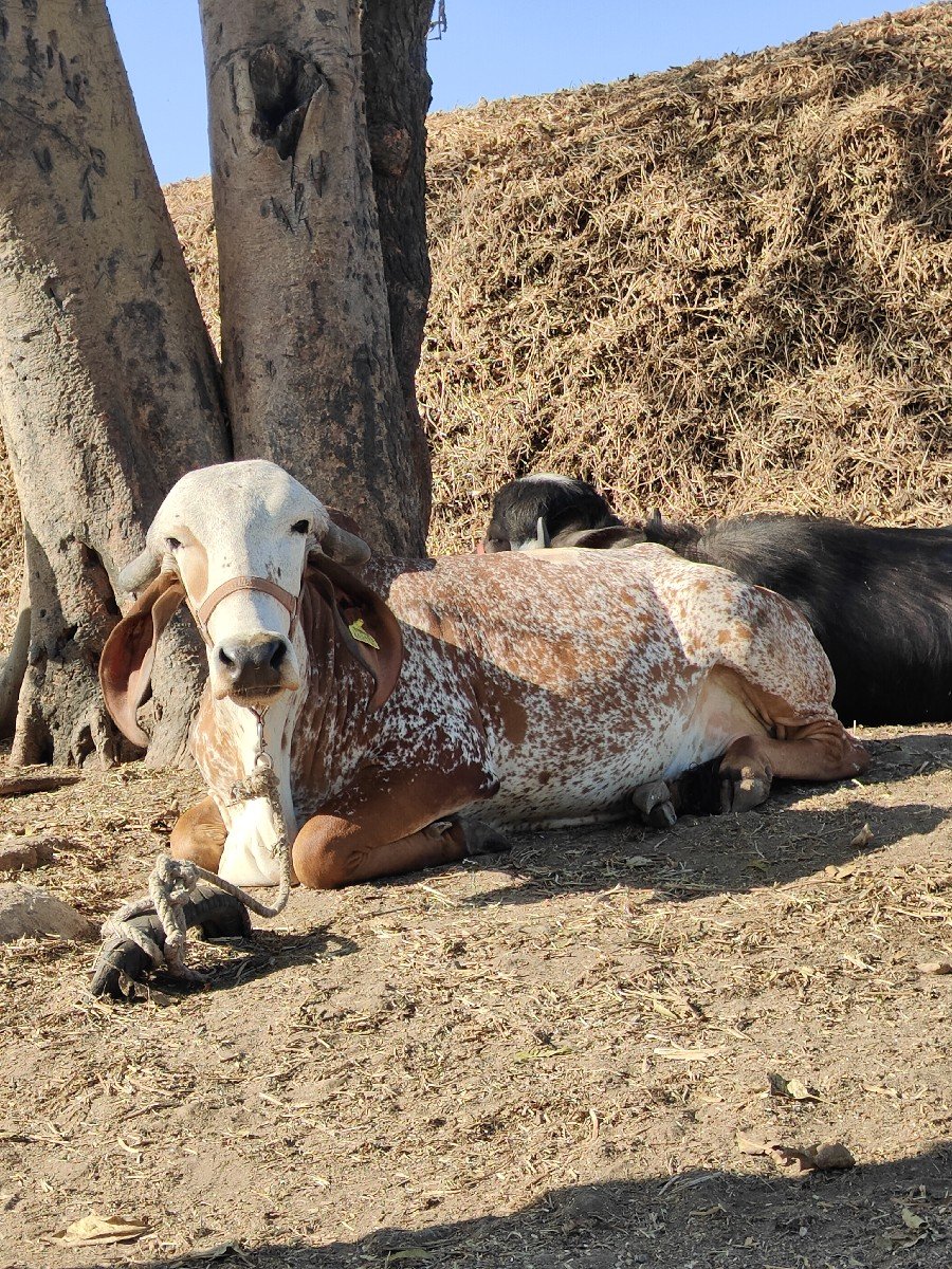 ગીર કાબરી ગાય ઓરિજિનલ