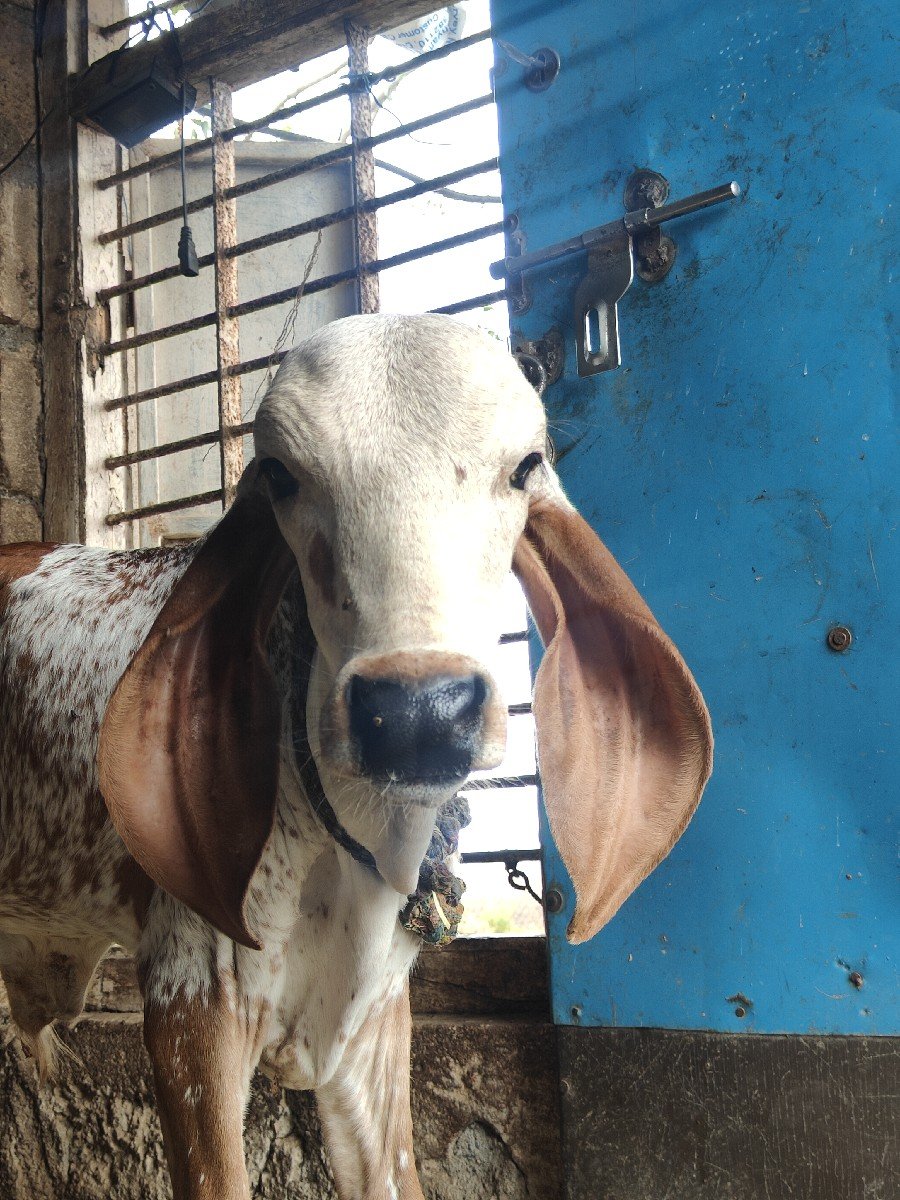 ગીર કાબરી ગાય ઓરિજિનલ