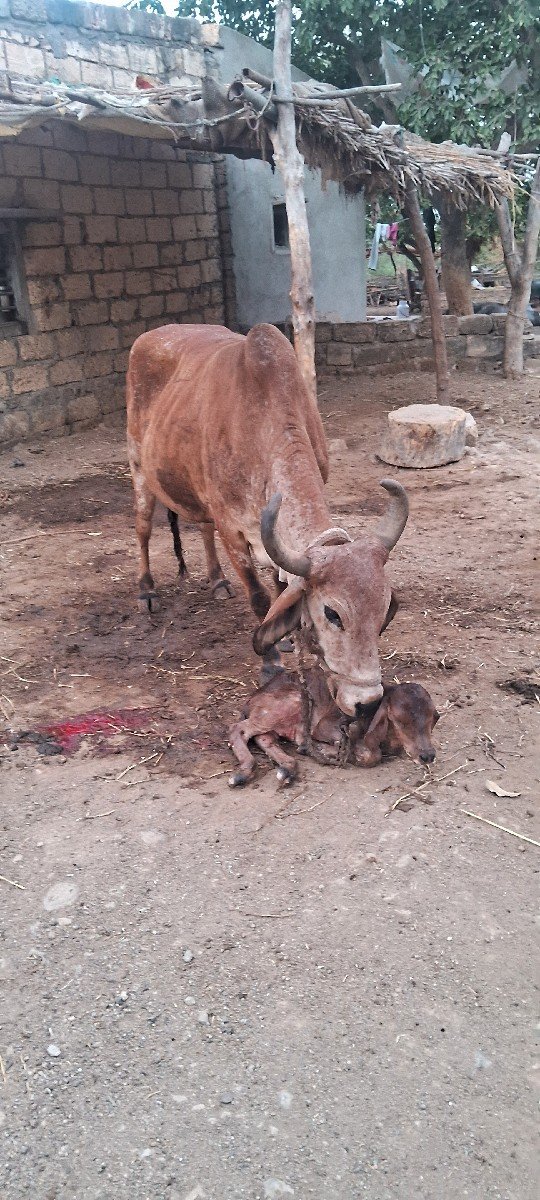 વયાણેલ ગાય
