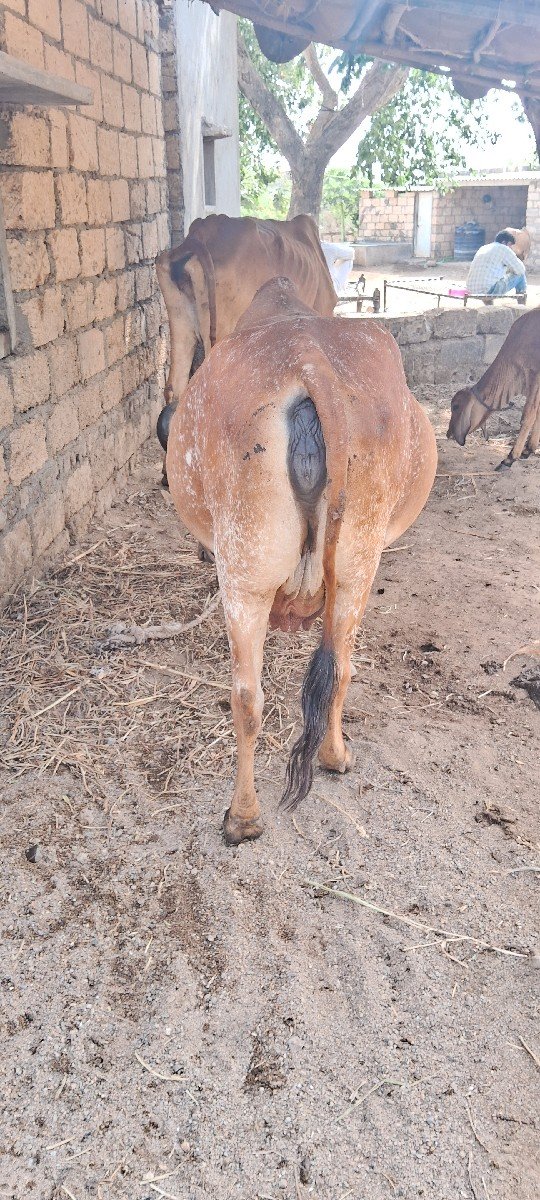 વયાણેલ ગાય