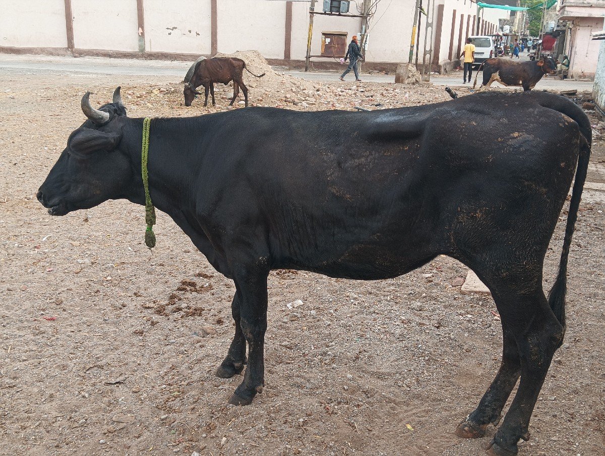 HF cross  હોડકી વેચવાની છે