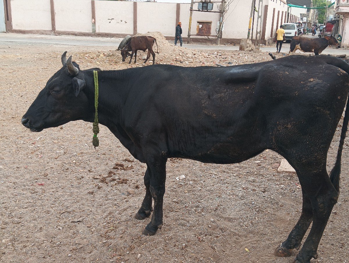 HF cross  હોડકી વેચવાની છે