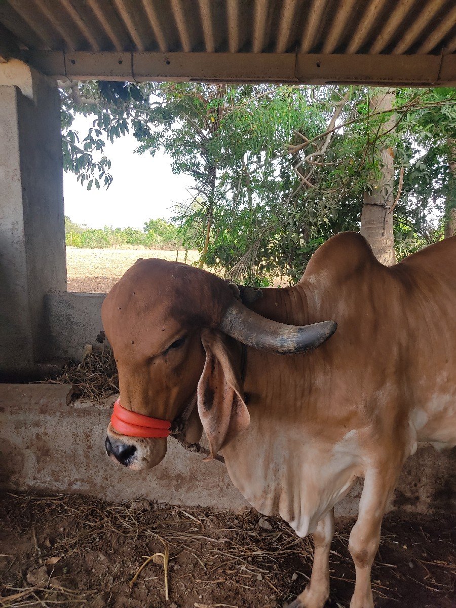 ગાય વેચવાની છે