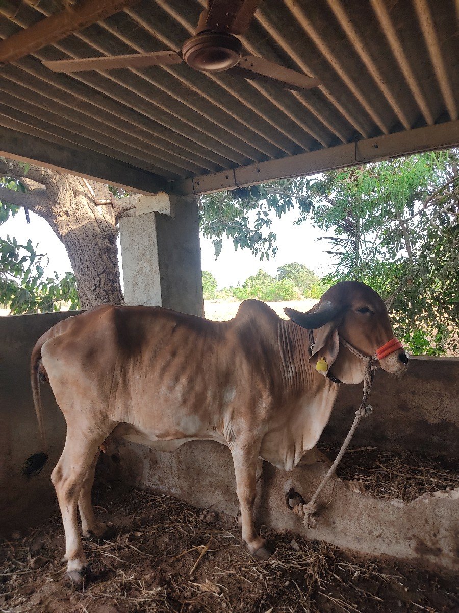 ગાય વેચવાની છે