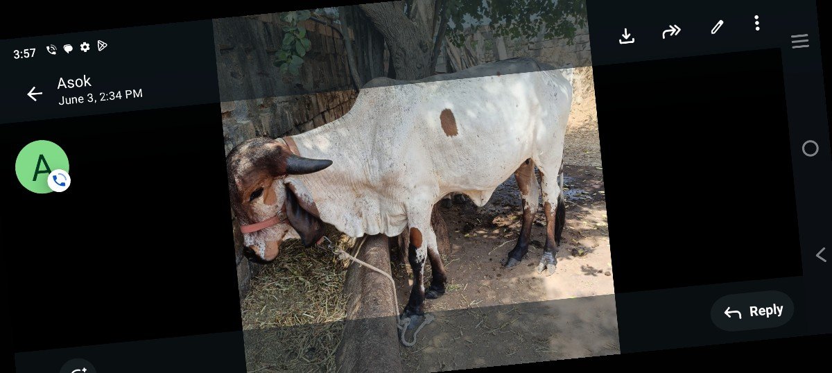 વોડકી વેચવાની છે લીલડી