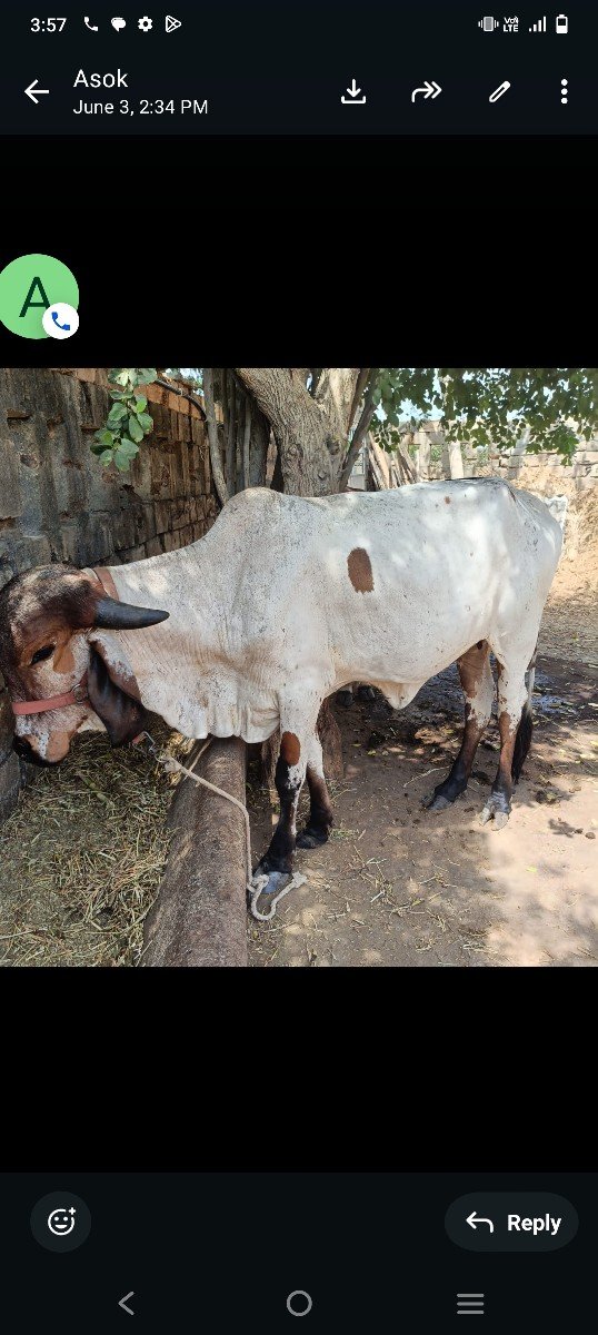વોડકી વેચવાની છે લીલડી