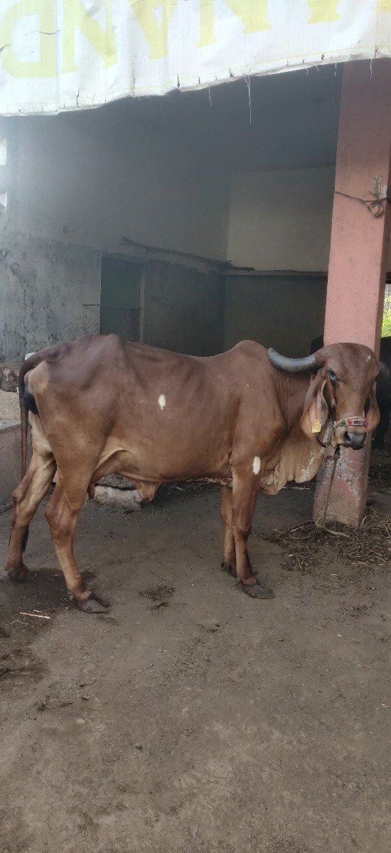 ગાય વેચવાની છે