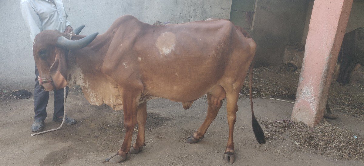 ગાય વેચવાની છે