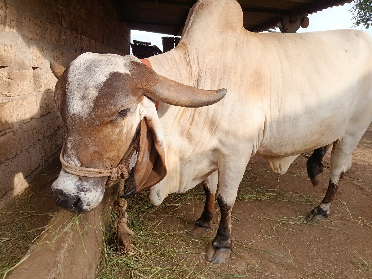 ગીર ગાય વેચવાની છે
