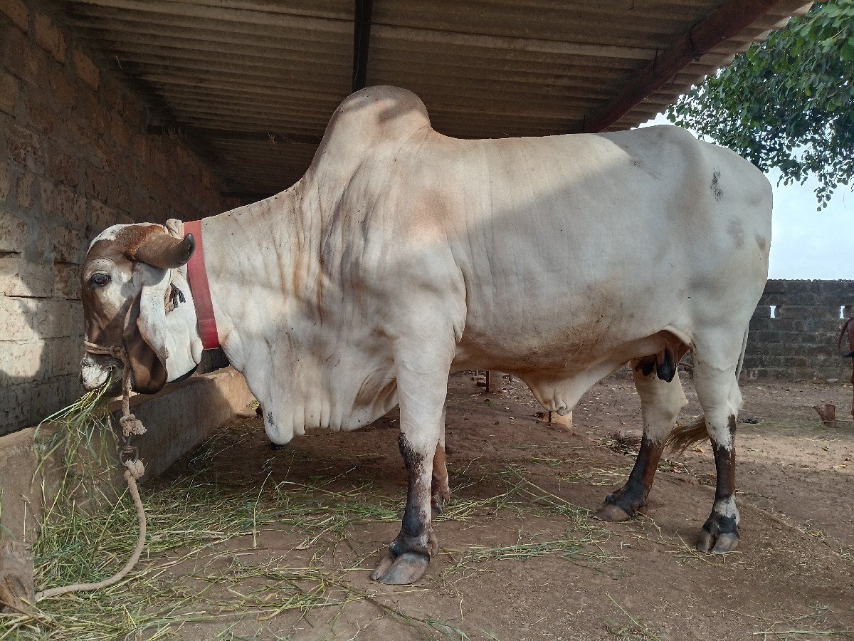 ગીર ગાય વેચવાની છે