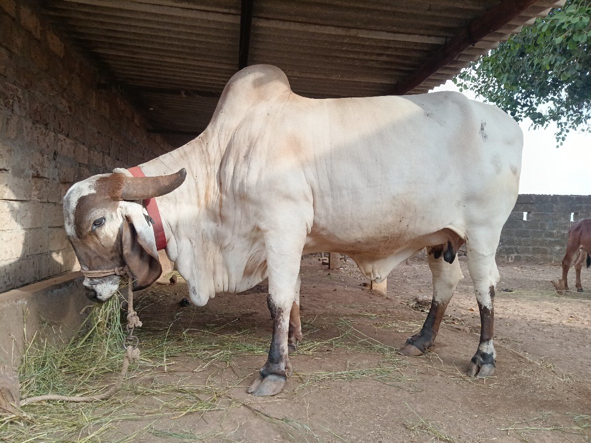 ગીર ગાય વેચવાની છે