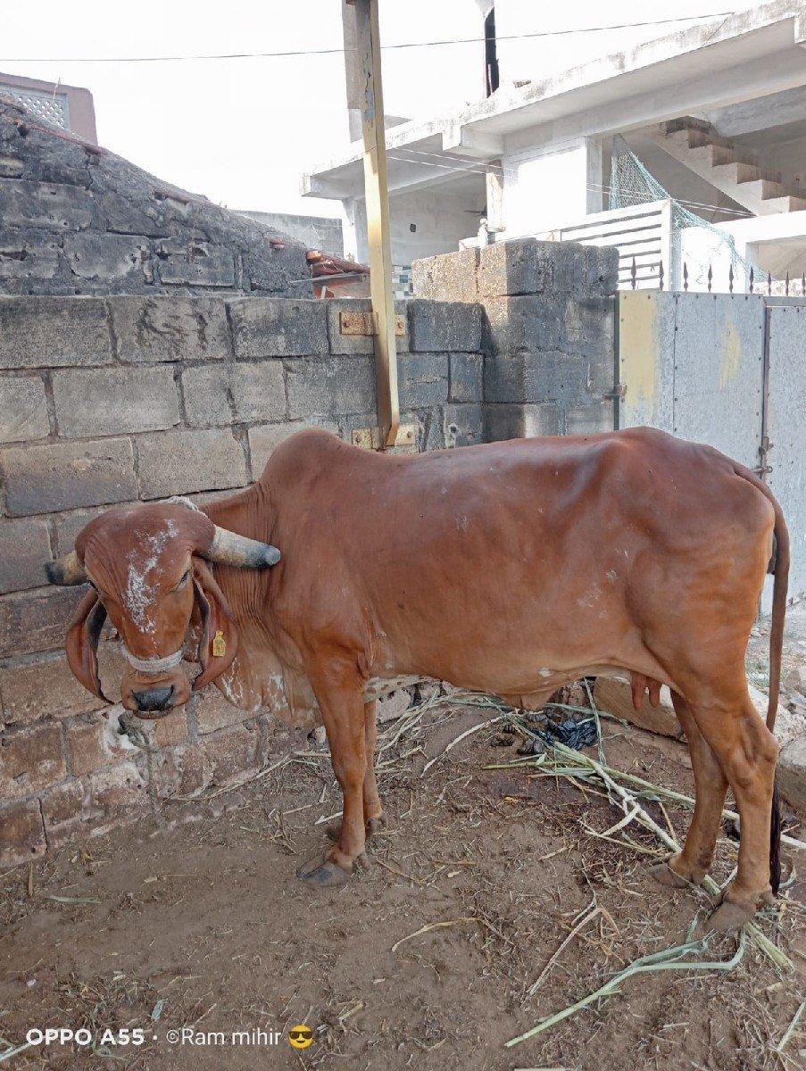 ગીર ગાય વેચવાની છે