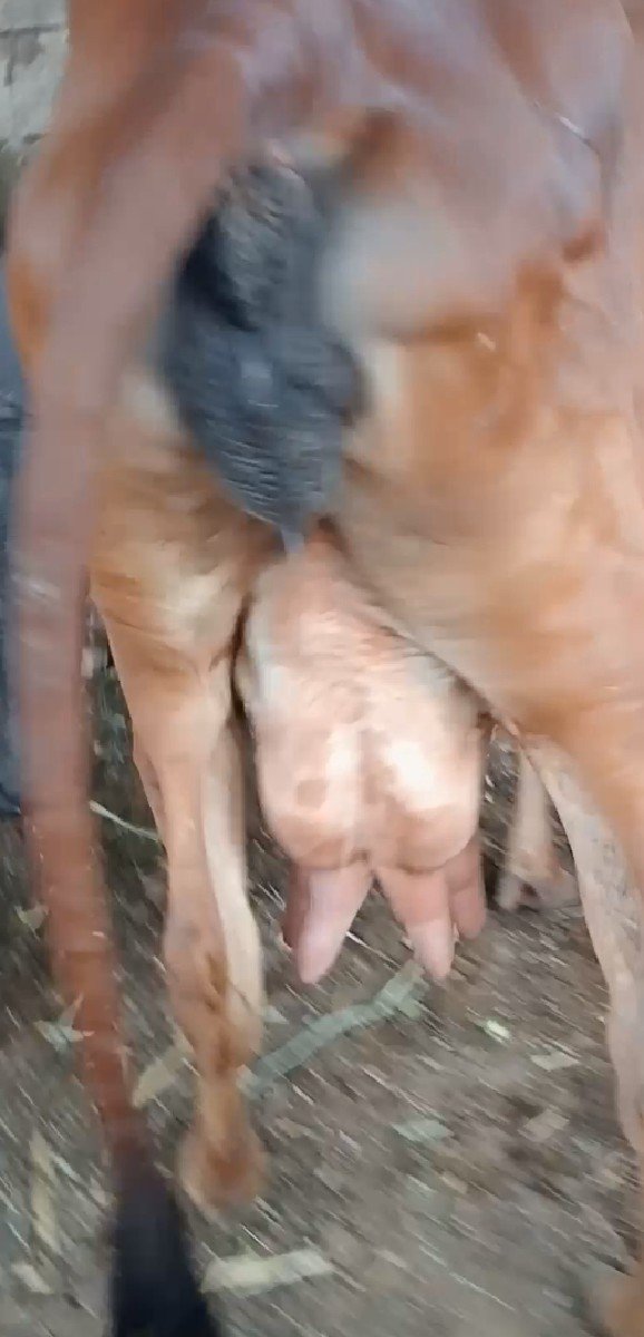 ગીર ગાય વેચવાની છે