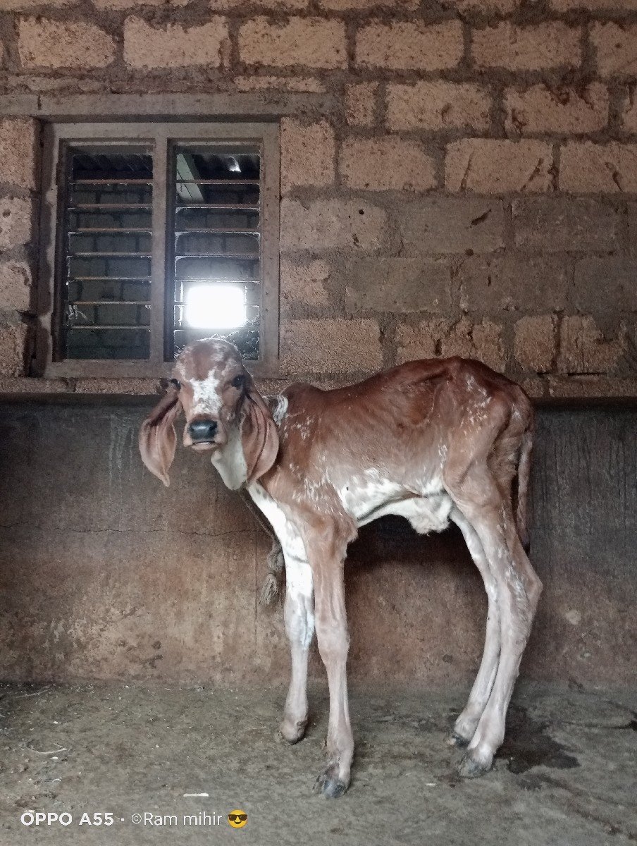 ગીર ગાય વેચવાની છે