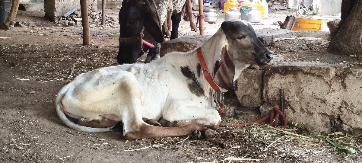 વાછડો વેચવાનો છે